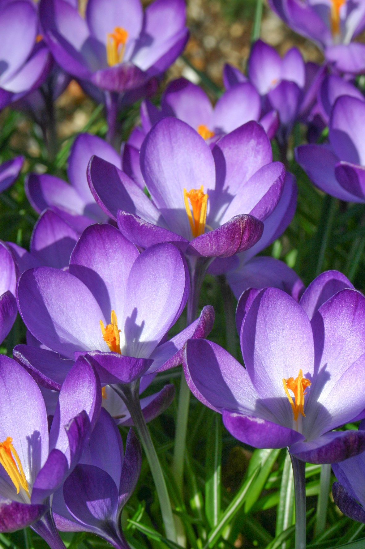 Crocus tommasinianus 'Ruby Giant'